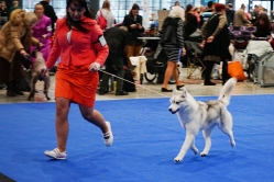 Sindi CACIB Brno 25.01.2026